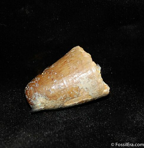 Large Fossil Crocodile Tooth #340